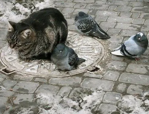 Недосягаемый голубь