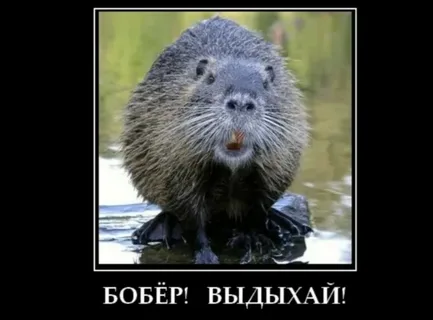 Пост про «псто»