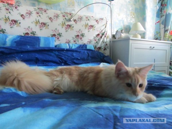 Котовторник 23.07.2013