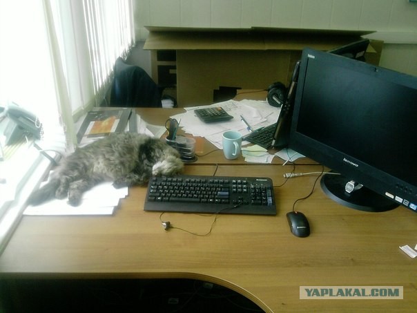 Котовторник 17.09.2013