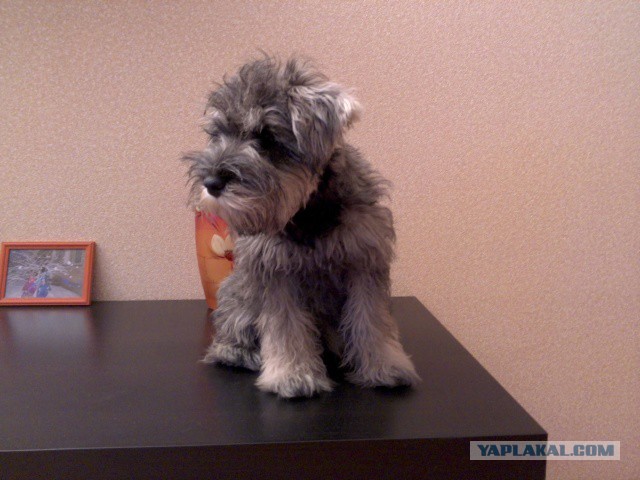 О, my dog