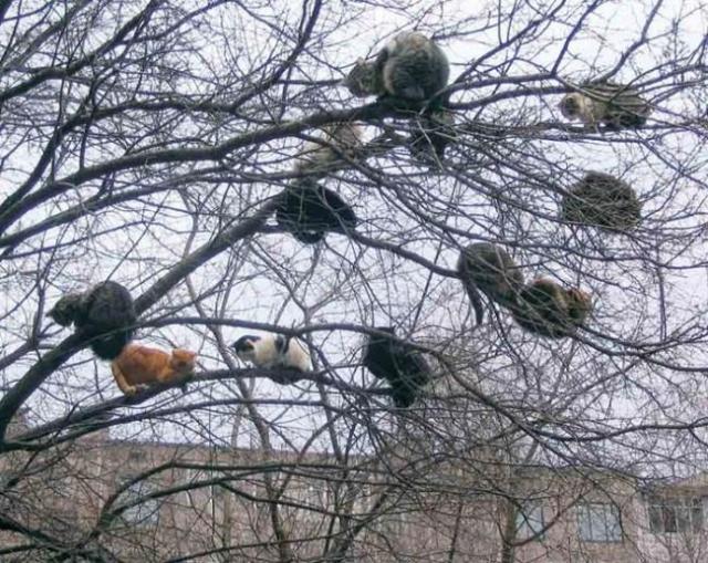 Кот во дворе.