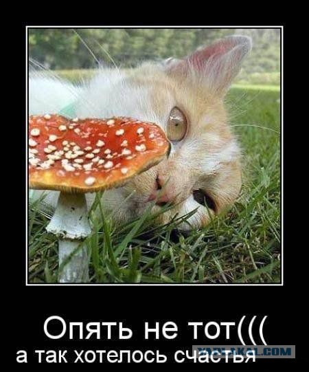 Любимая ГРИБОСРЕДА – опять нас радует всегда!