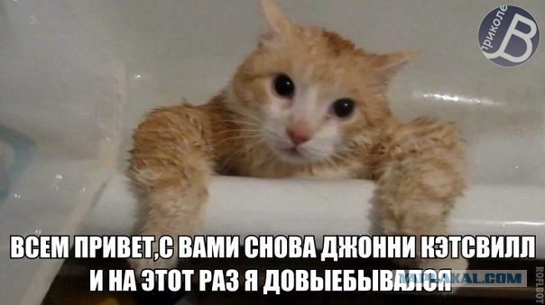 Известные котомемы.