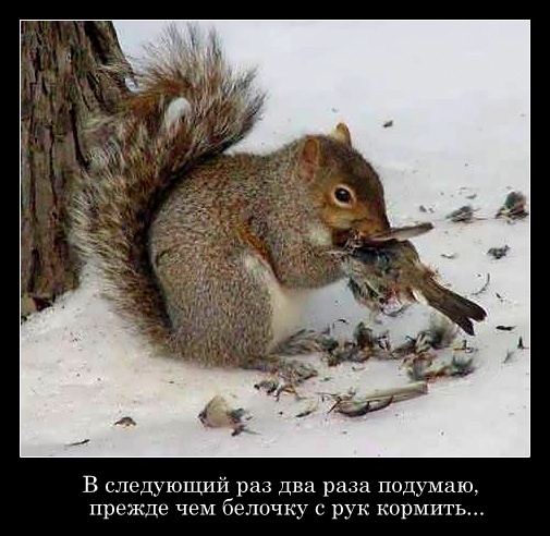 Белки забавные