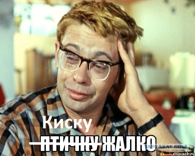 Кошки при нулевой гравитации