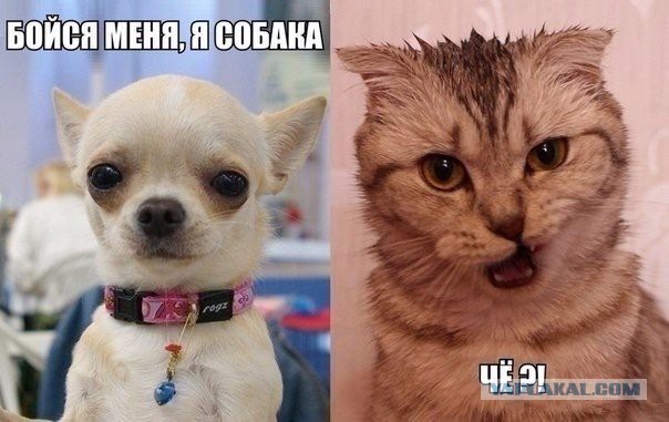 Смешные картинки