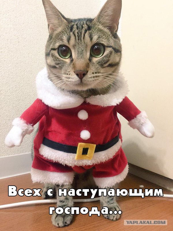 Котооо-о-о-вторник