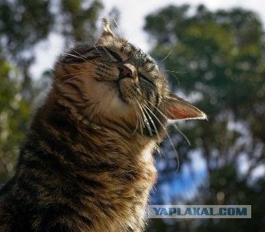 Котовторник