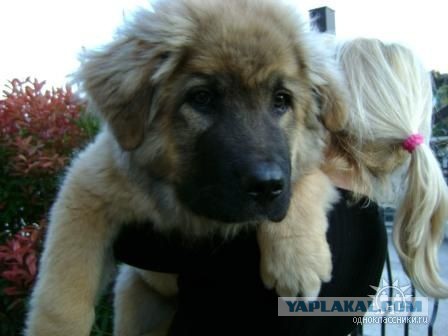 Щенки, которые выглядят как медвежата.