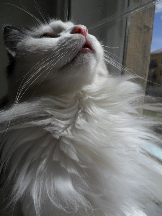 Котовторник  01.03.2016