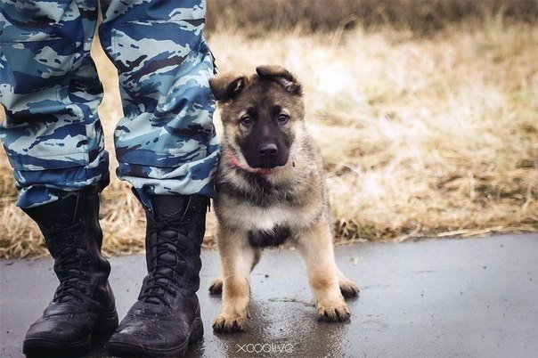 Мохнатые беспредельщики