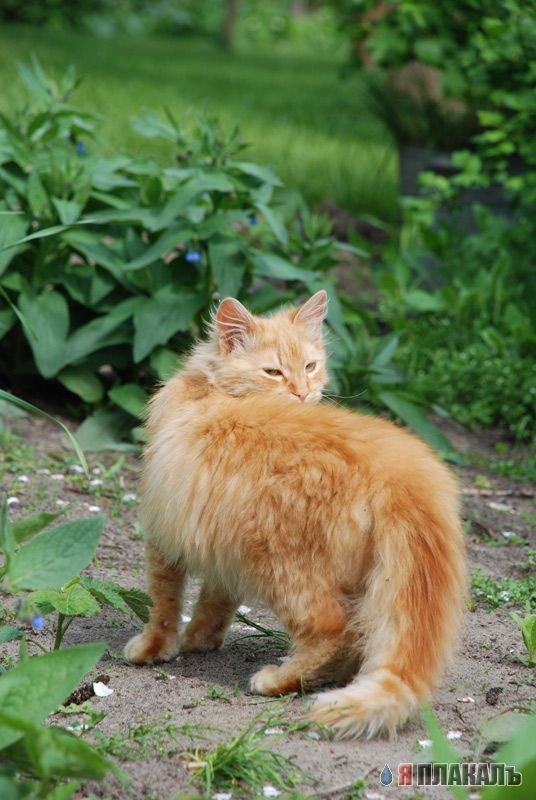 А вот и котовторник!