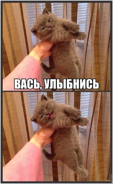 Божьи твари