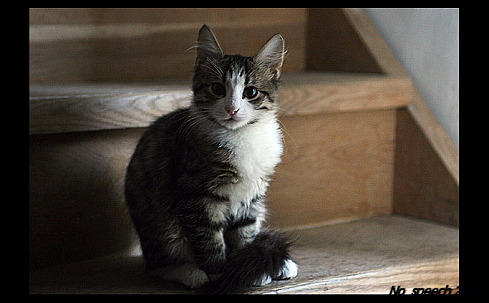 Котомет во вторник (11.12.2007)