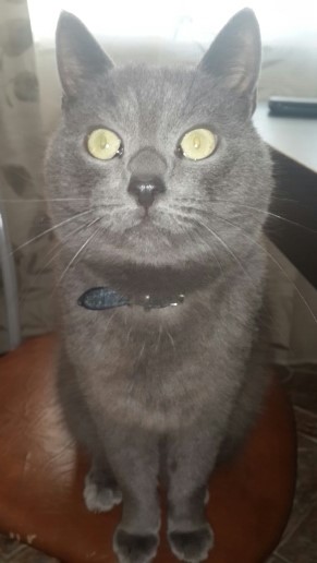 Когда два кота