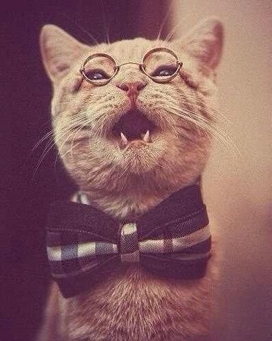 Коты из сети
