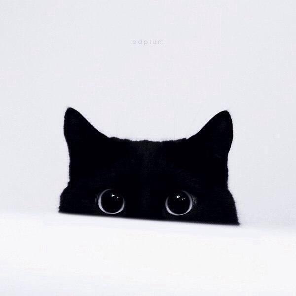 Коты из сети