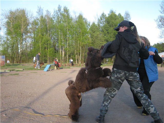 Жительницу Подмосковья ударили шокером из-за пуделя