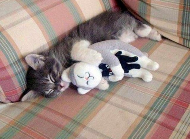 Коты и Кошки