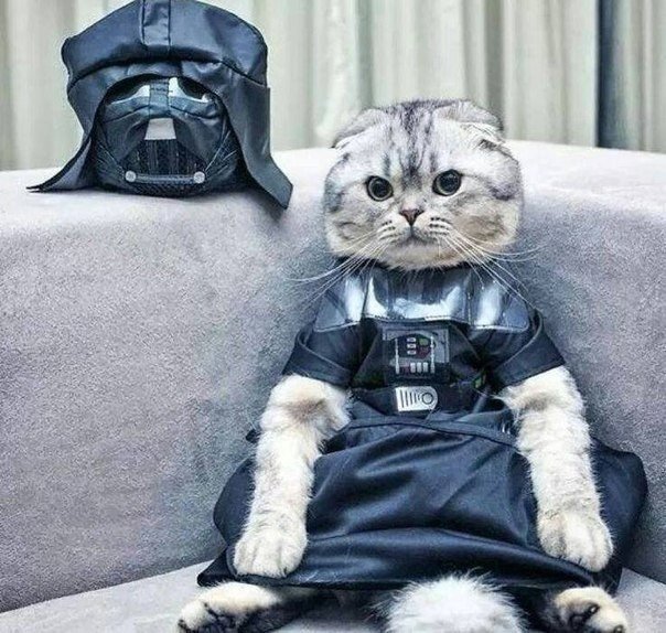 Коты и Кошки
