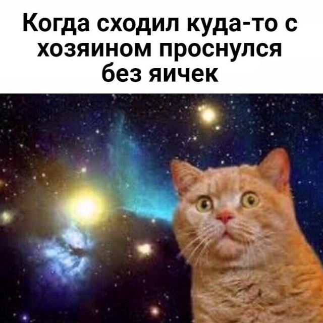Коты и Кошки