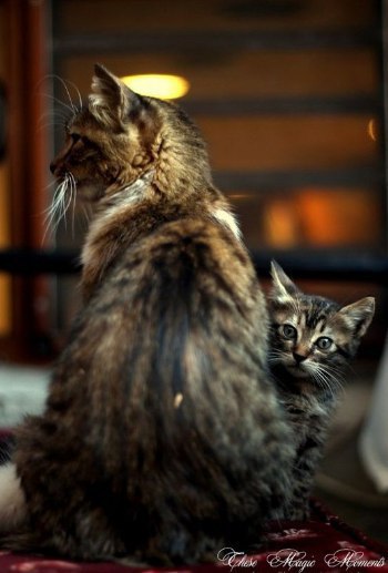 Прикольных котов пост
