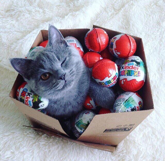 Прикольных котов пост