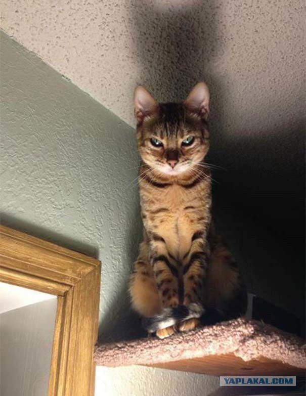 Прикольных котов пост