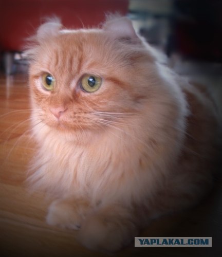 Котовторник на ЯПлакал!
