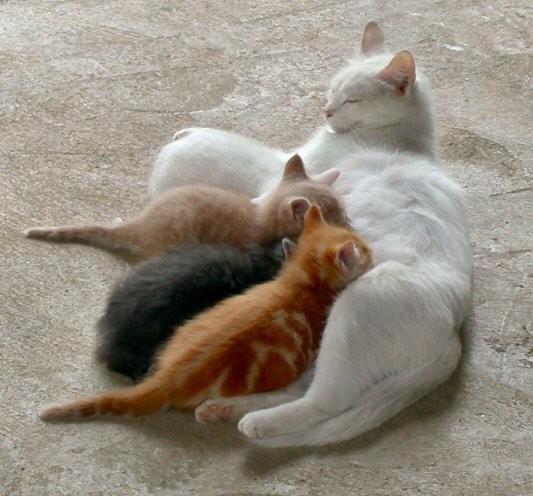 Котовторник на ЯПлакалъ 08.07.2008