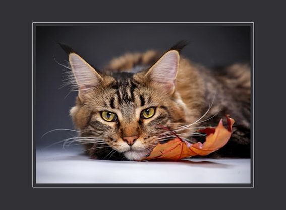 20+ (спорных) фактов о психологии и характере кошек, которыми поделился заводчик со стажем