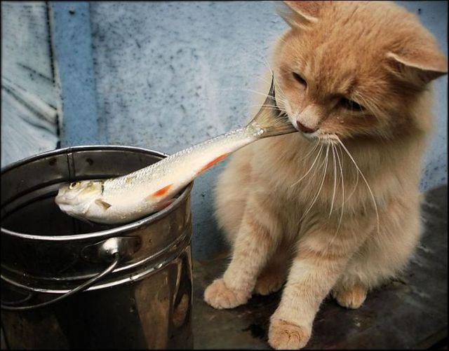 Котовторник с Кузей