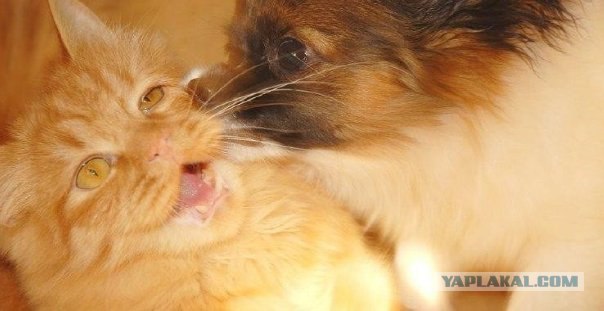 Котовторник!