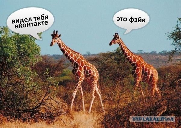 Первый рожденный жирафик в 2012 году