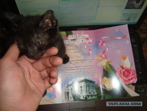 По ошибке усыпили кота
