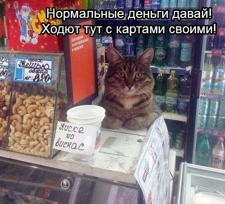 Прикольных котов пост