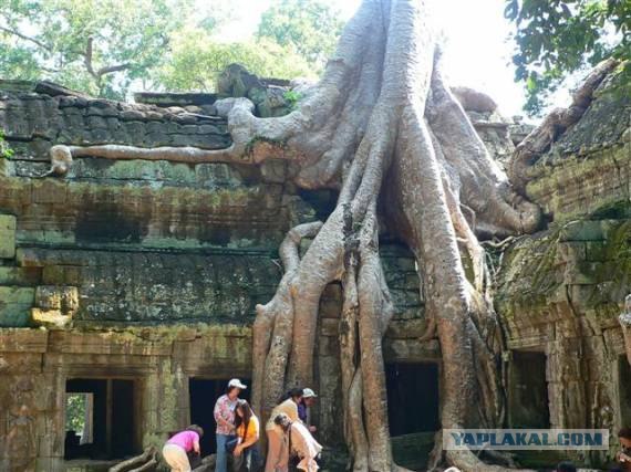 Хищное дерево