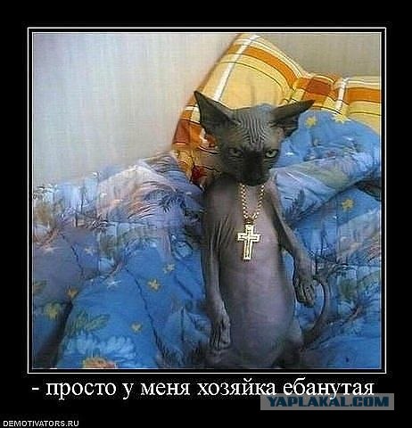 Котовторник 07.08.2012
