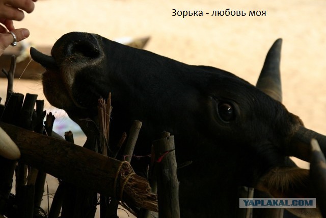 Учат в школе... или нет?