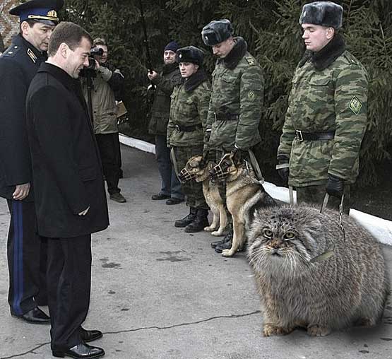 Прощай ЯП