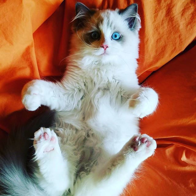 Забавные фото котеек