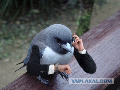 Степная орлица «разорила» сибирских учёных. Птица улетела в Иран, откуда «отправляла» орнитологам дорогие SMS