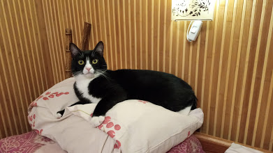 Котовторник 17.11.20
