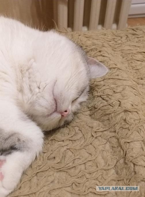 Котики бывают разные - черные, белые, и все классные