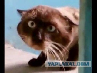 Подборка испуганных котов 2012