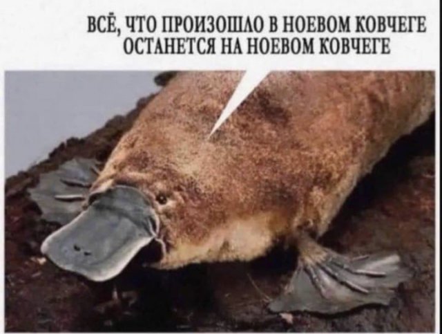 Смешные комментарии из социальных сетей 31.12.21