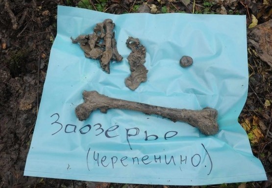 «Немцев тогда не захоронили, просто закопали, как собак»