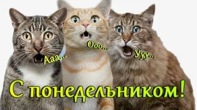 Картинок вам