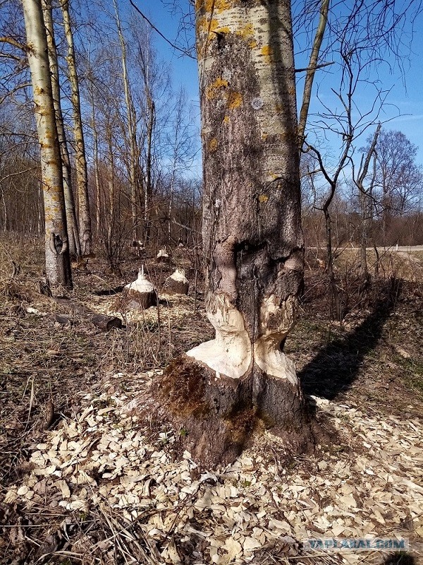 Каждый раз как вижу офигеваю